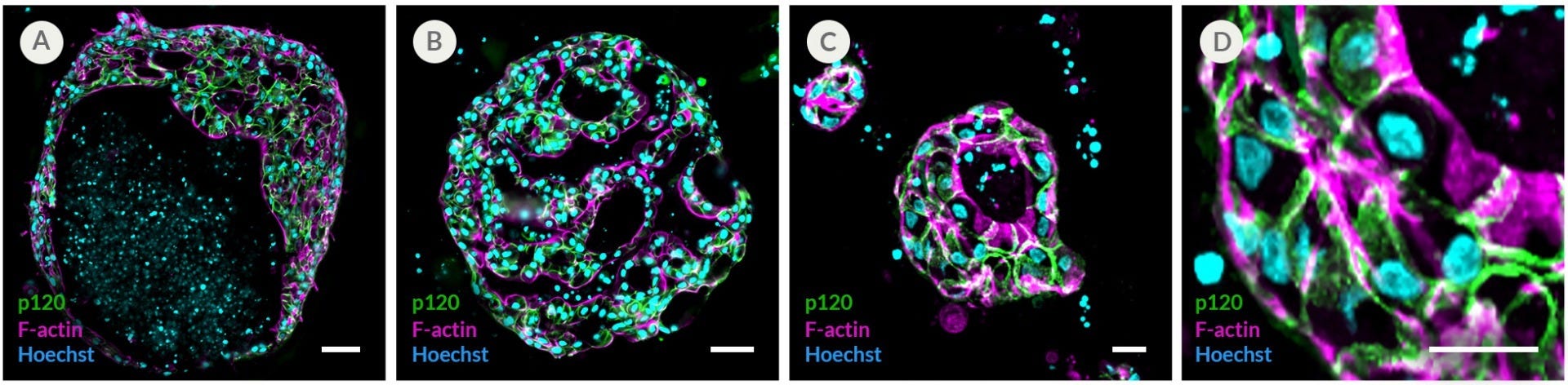 HepatiCult™ Organoid Kit Supports the Growth and Differentiation of Porcine Liver Organoids