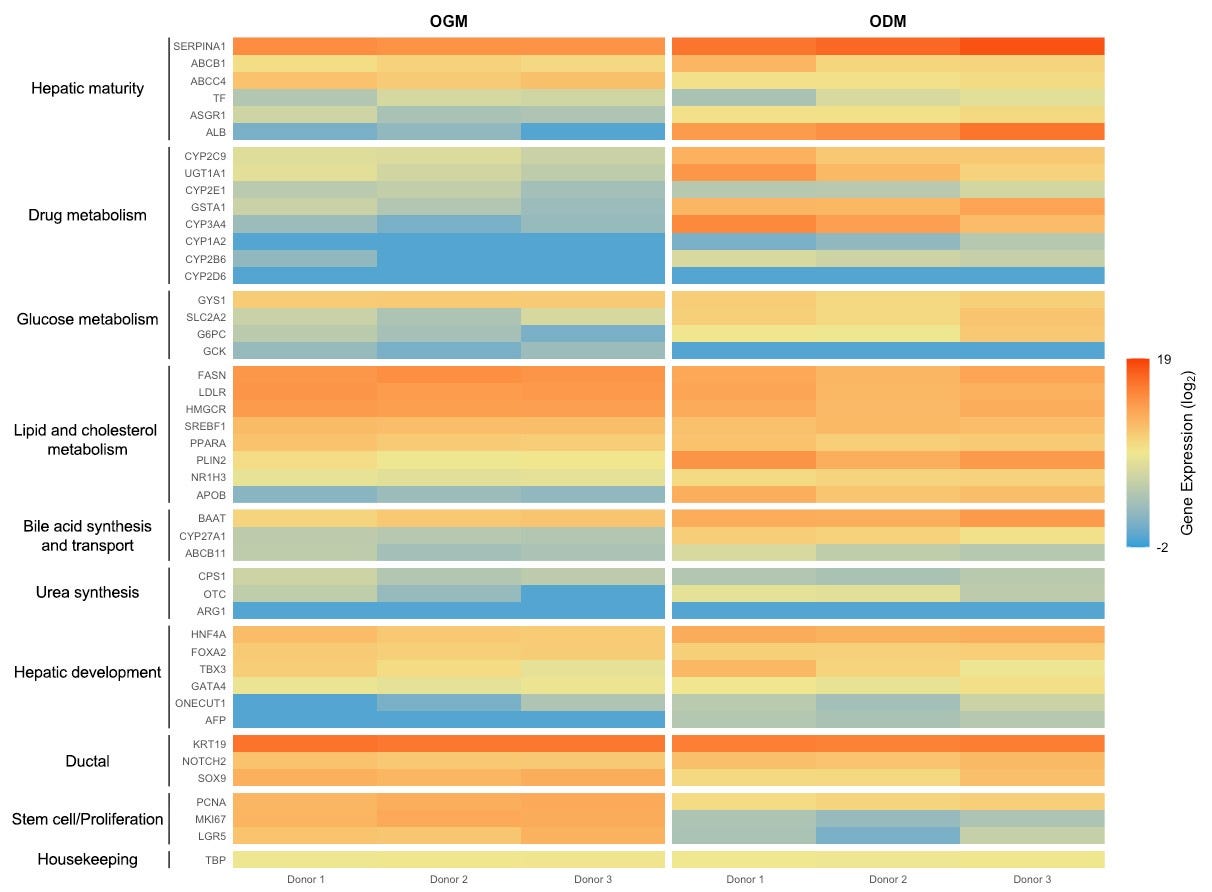 Differentiation of Hepatic Organoids in HepatiCult™ ODM Induces Changes in Gene Expression Consistent with Hepatic Maturation As Analysed by RNA Sequencing