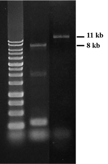 Phiên mã ngược từ RNA lên đến 11kb