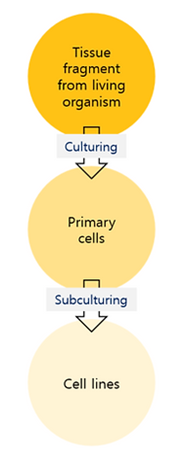 cell lines