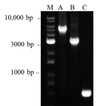 Khuếch đại các DNA có kích thước lớn nanoTaq