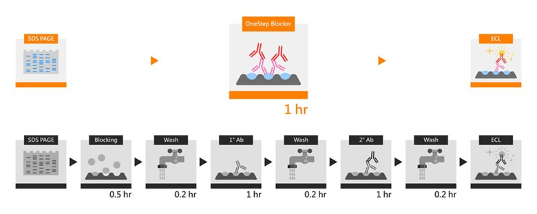 onestep blocker dùng cho western blot