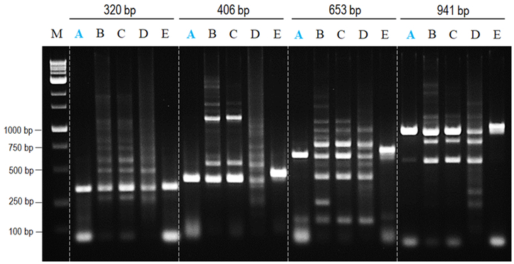 So sánh tính đặc hiệu của nanoTaq Polymerase (Bio-Helix) và các nhà cung cấp lớn