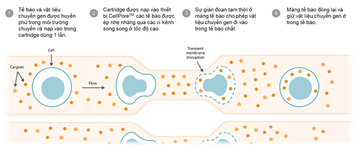 Hệ thống chuyển gen hoạt động như thế nào?