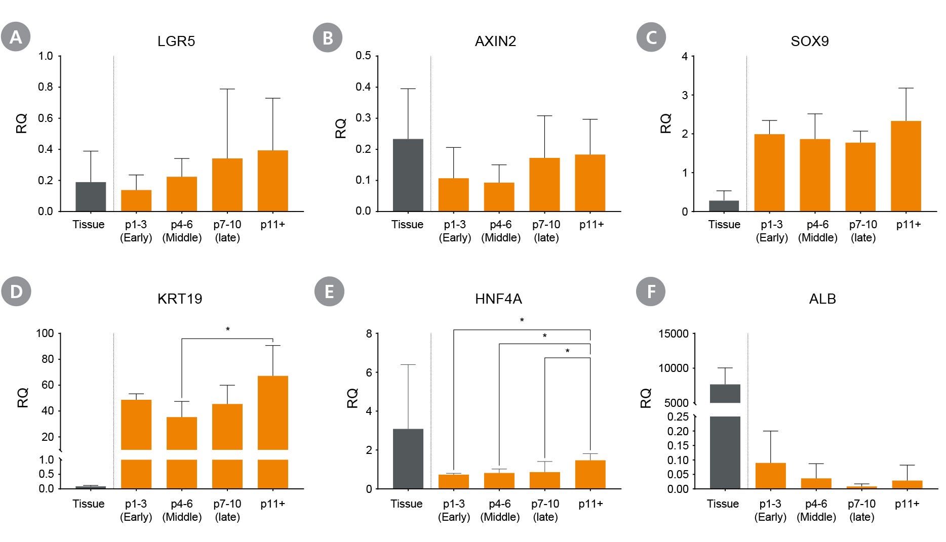 Proliferating Hepatic Organoids Maintain Genetic Expression Across Multiple Passages