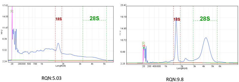Giá trị RQN của 2 mẫu RNA có chất lượng khác nhau