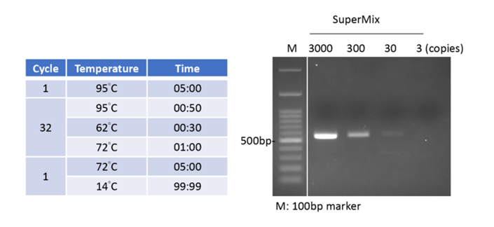 Độ nhạy cao của 2X PCR SuperMix với số copy mẫu đầu vào thấp