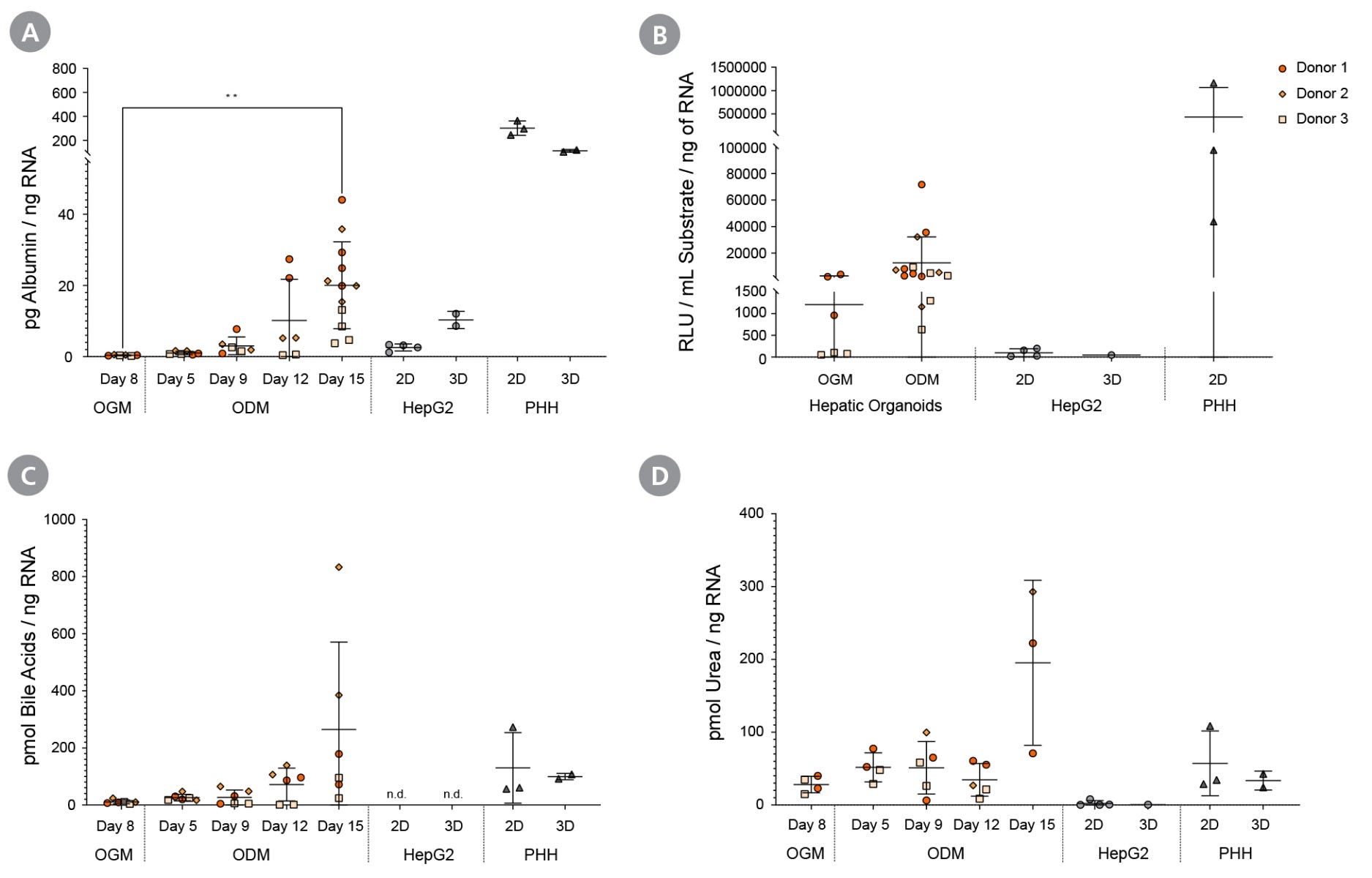 Differentiated Hepatic Organoids Demonstrate Functionality of Mature Hepatocytes