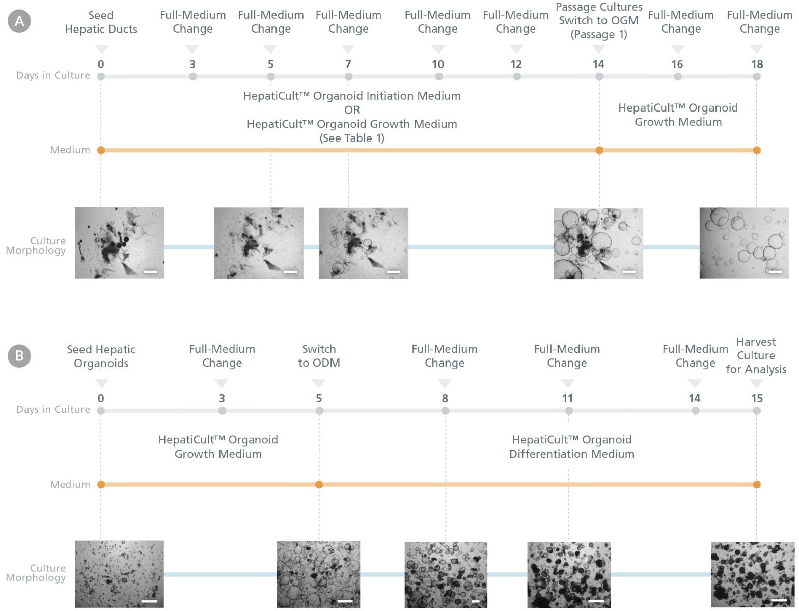 HepatiCult™ Organoid Kit (Human) Enables Liver Organoid Initiation, Expansion, and Differentiation