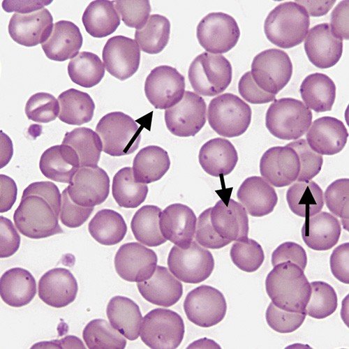 Kit Real-time PCR Phát Hiện Mycoplasma