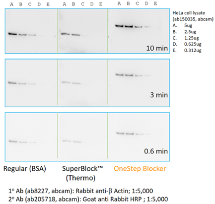 Kết quả Western Blot khi sử dụng OneStep Blocker và các sản phẩm khác 